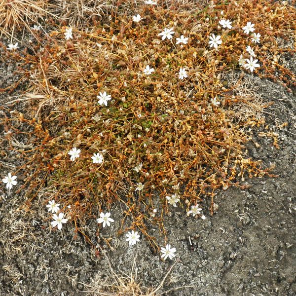 Stellaria humifusa Svalbard Longyearbyen 2014 1 A.Elven a